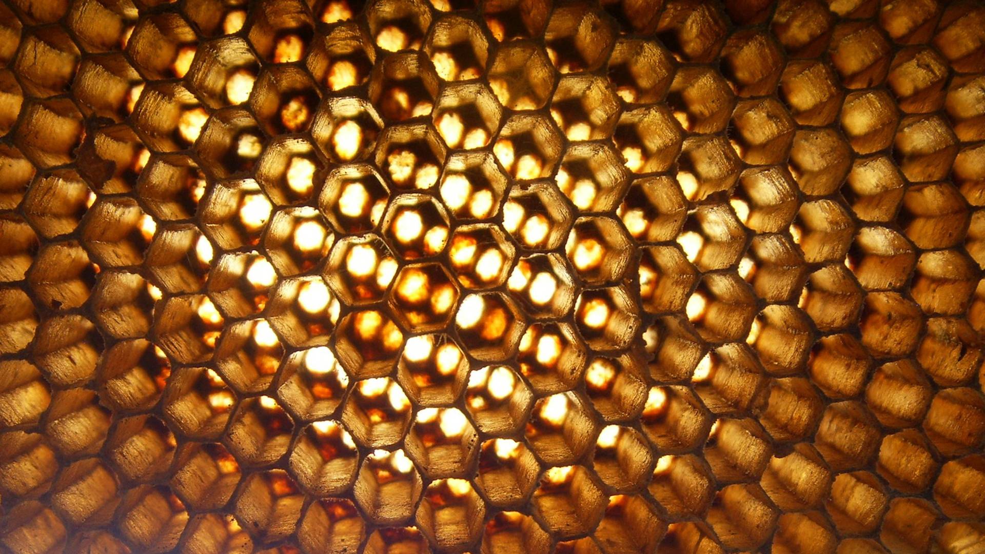 goldene Bienenwabe goldene Bienenwabe